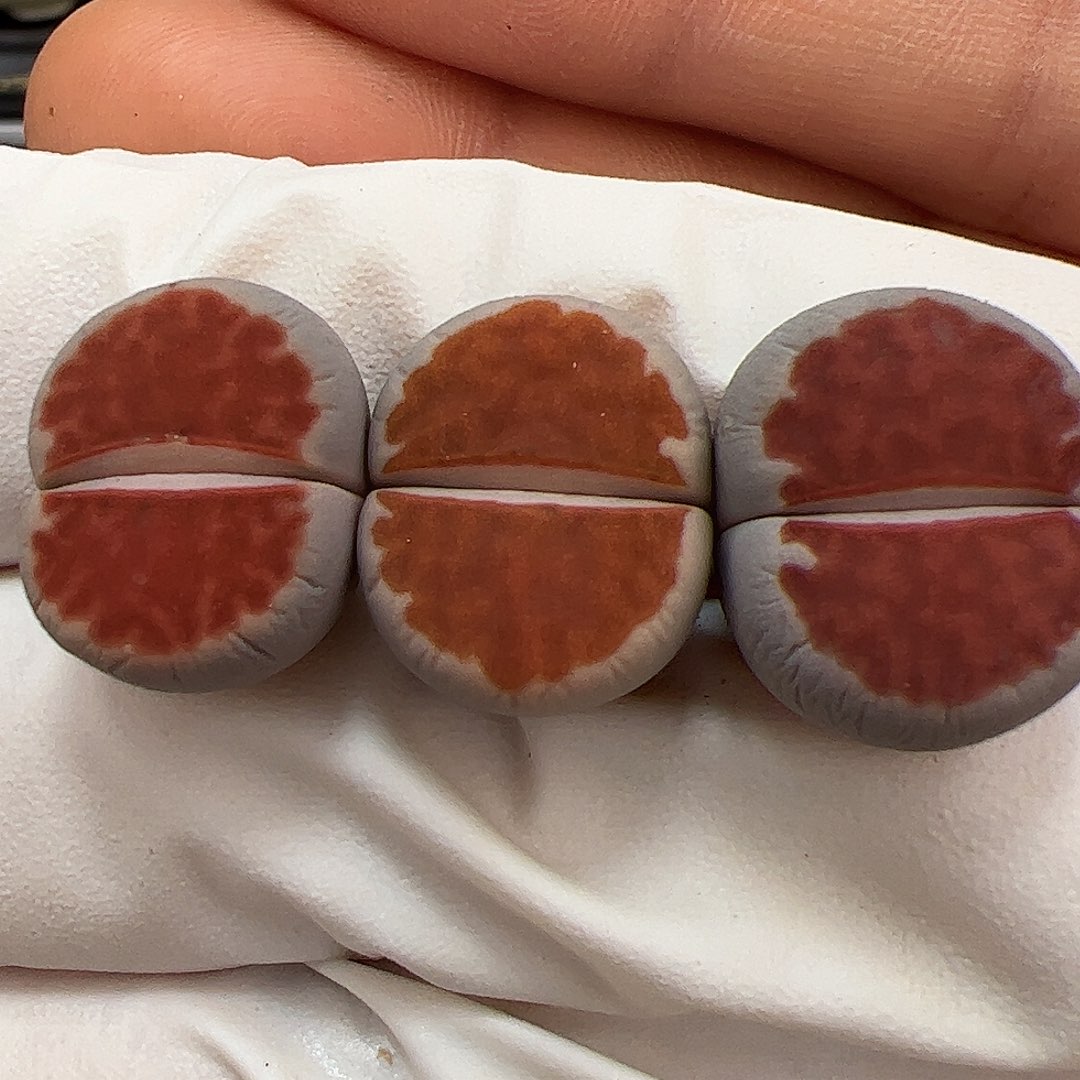 生石花多肉红窗冰橙3棵