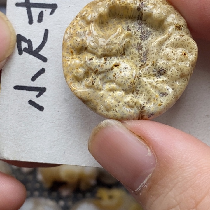 硅化珊瑚（珊瑚玉）未镶嵌颈饰