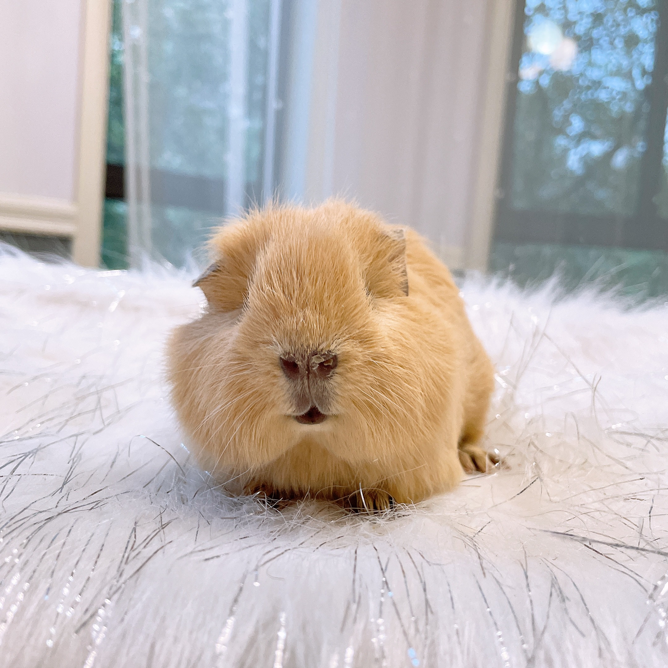纯黄英短弟弟荷兰猪豚鼠活体
