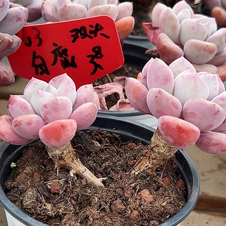 团063    双头  老桩白露