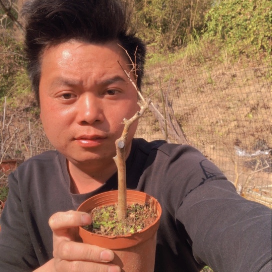 盆景素材盆栽绿植