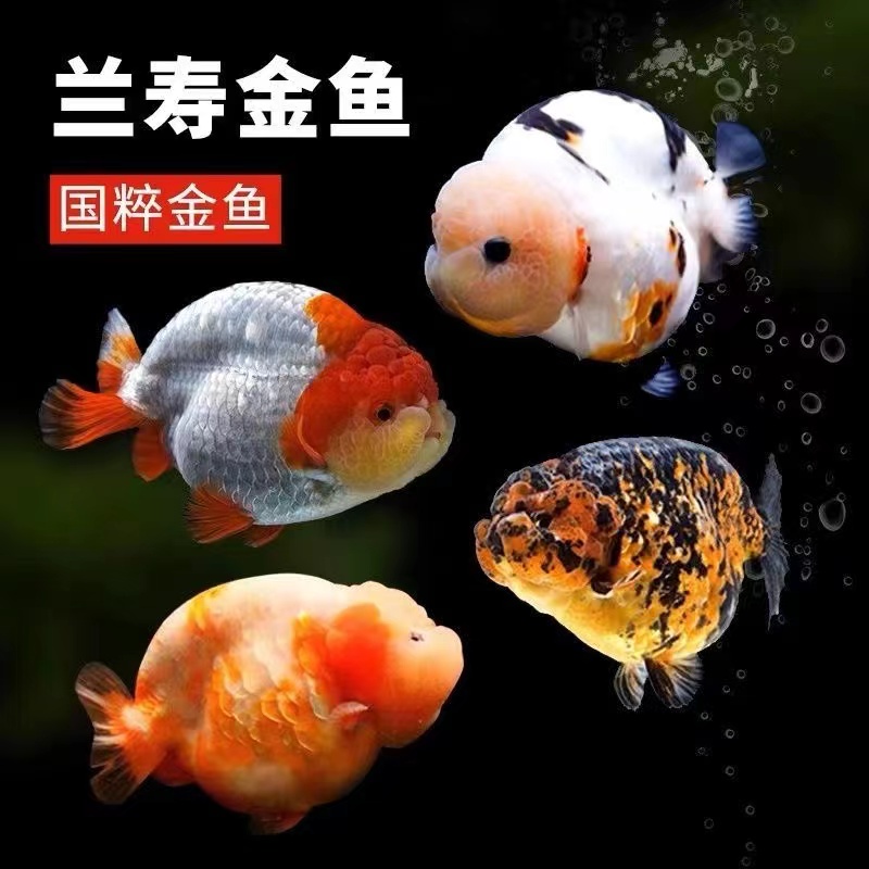 【4】精品金鱼观赏鱼12-15公分7条