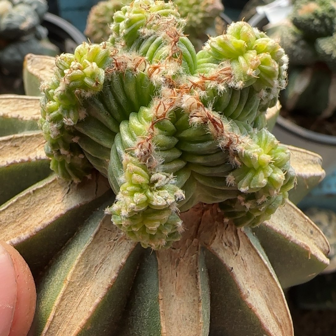 五星花龙022小人球队