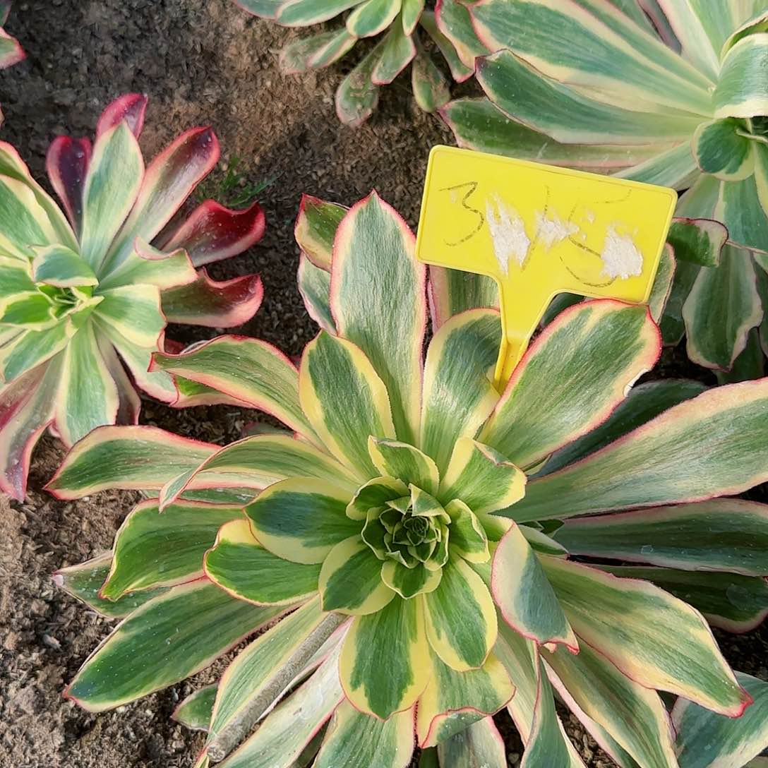 3-15---多头多肉植物