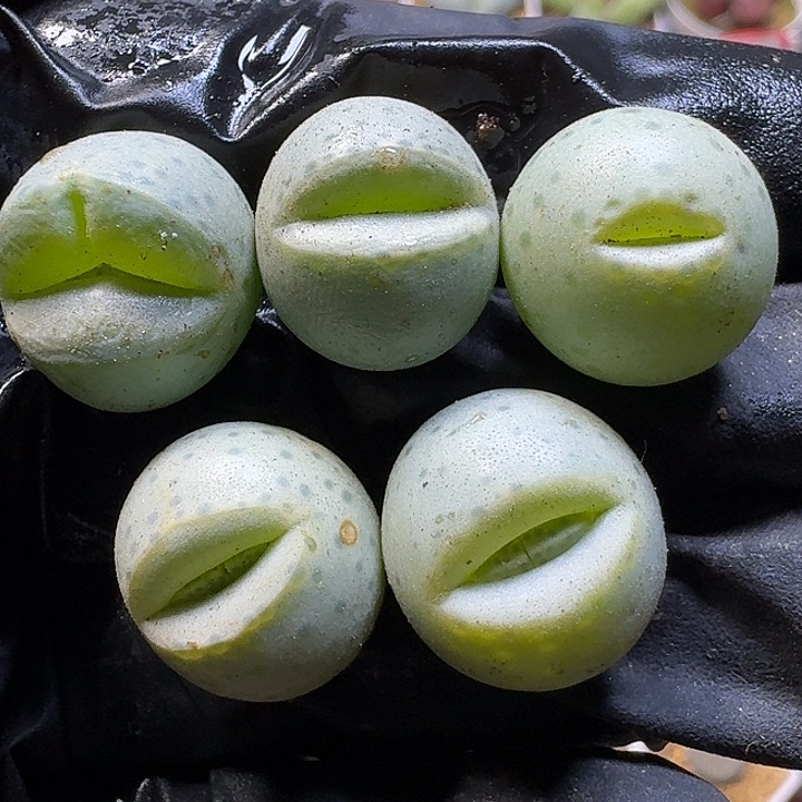 生石花111111。  鱼嘴干疤。  256