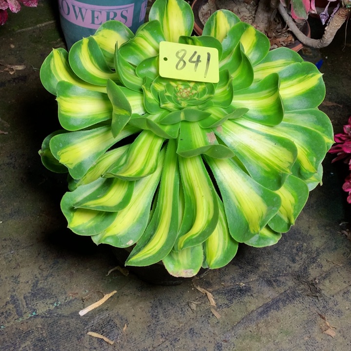 841暴君多肉111111