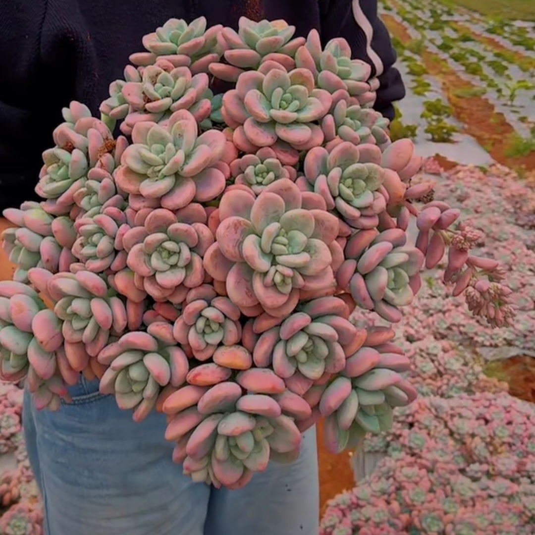 零花钱多   地栽红洛神群生      多肉植物