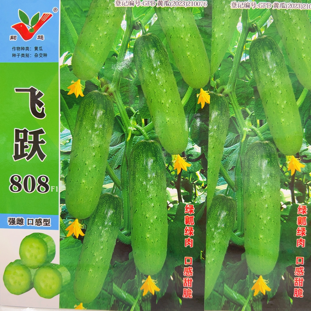 强雌808F1水果黄瓜种子