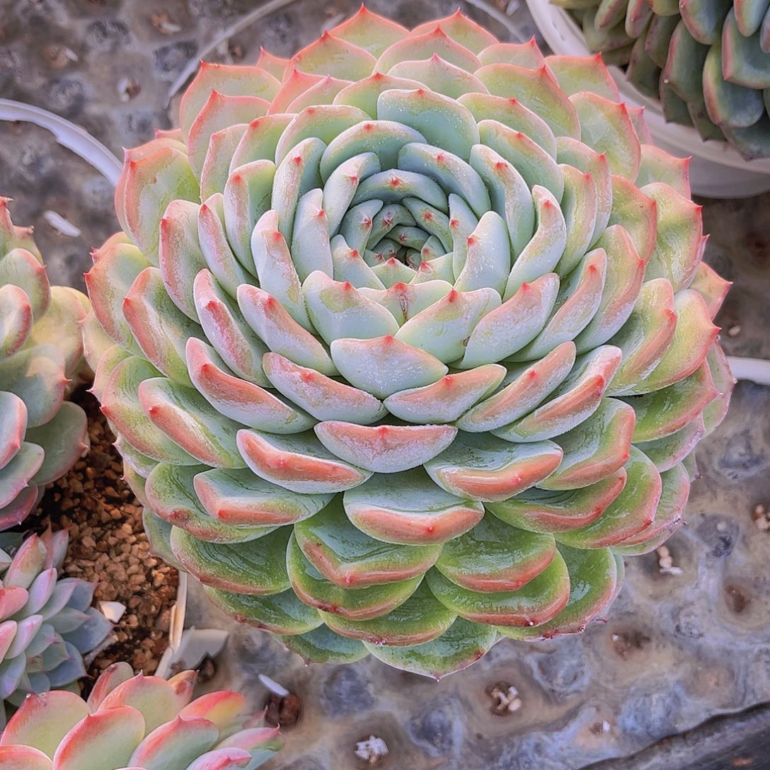 香提卡18公分999999999999