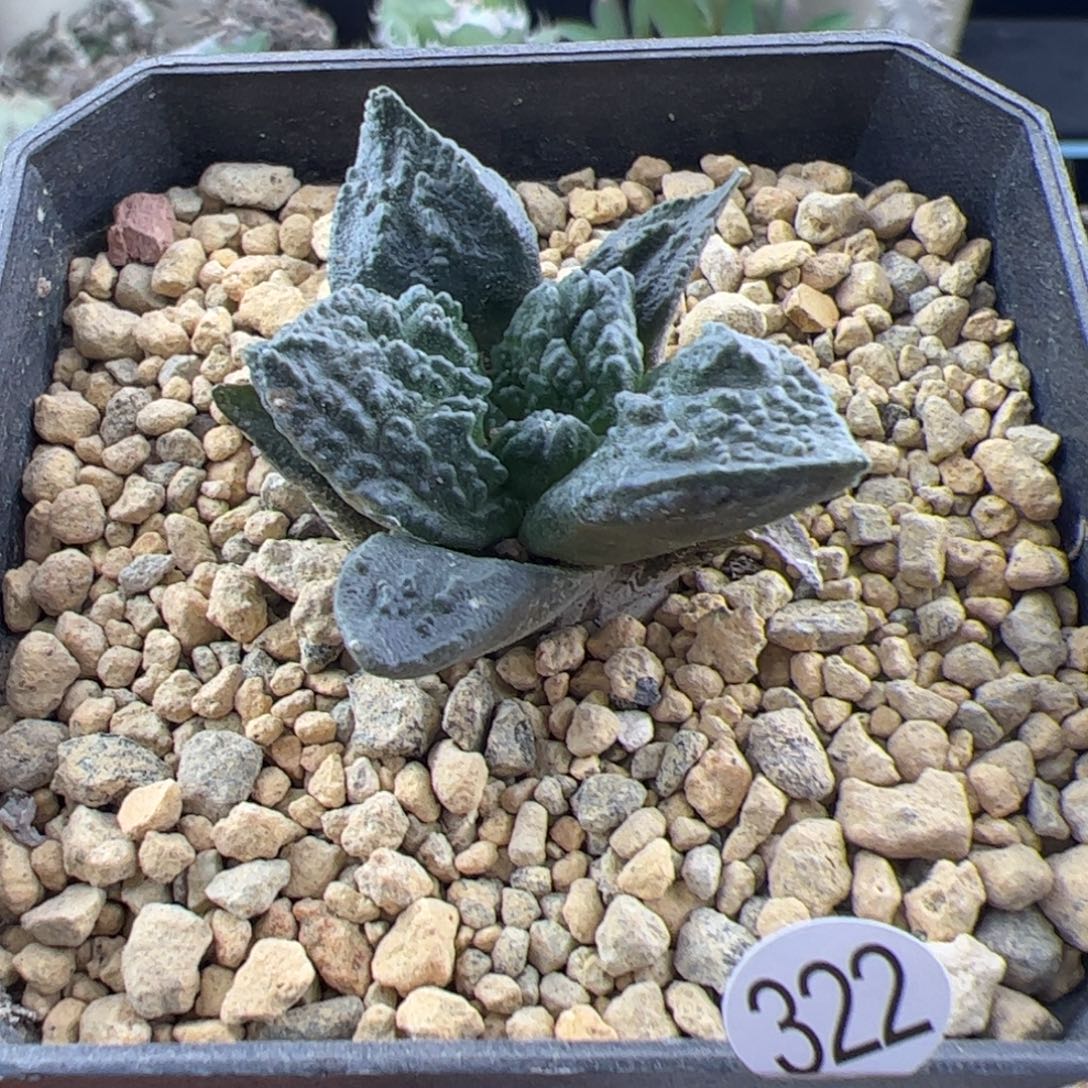 实生牡丹一物一拍322