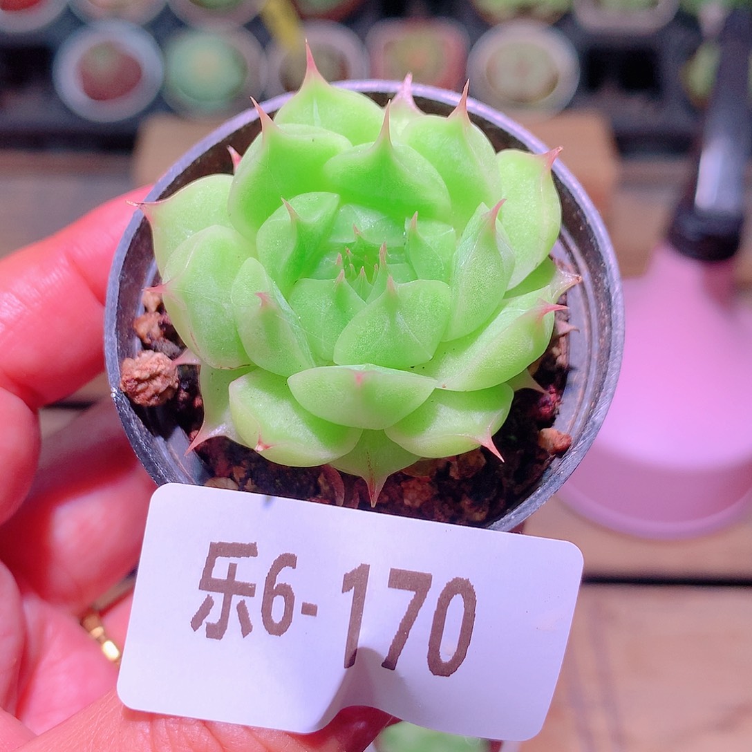 乐然6-170 海王单头 