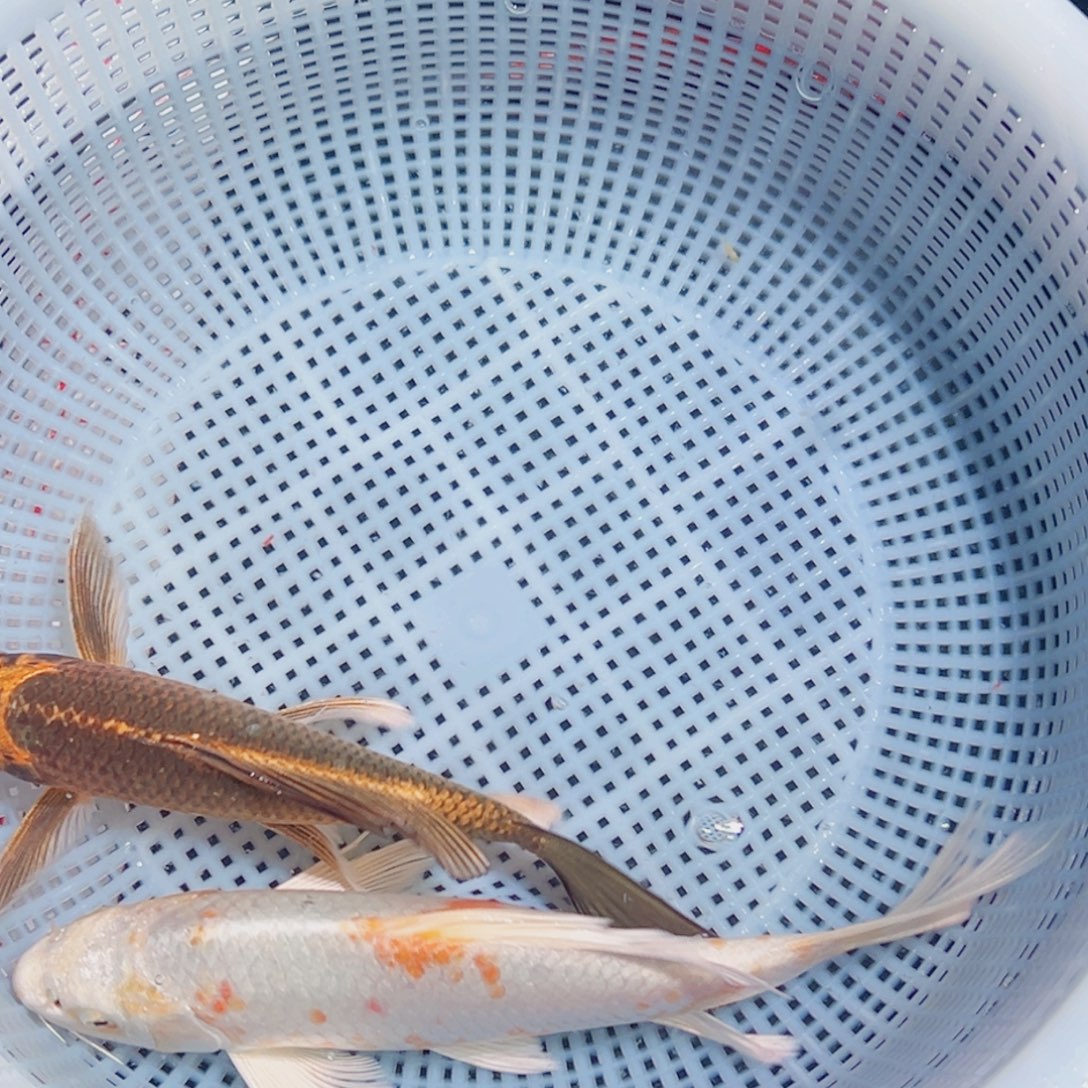 锦鲤锦鲤观赏鱼8888