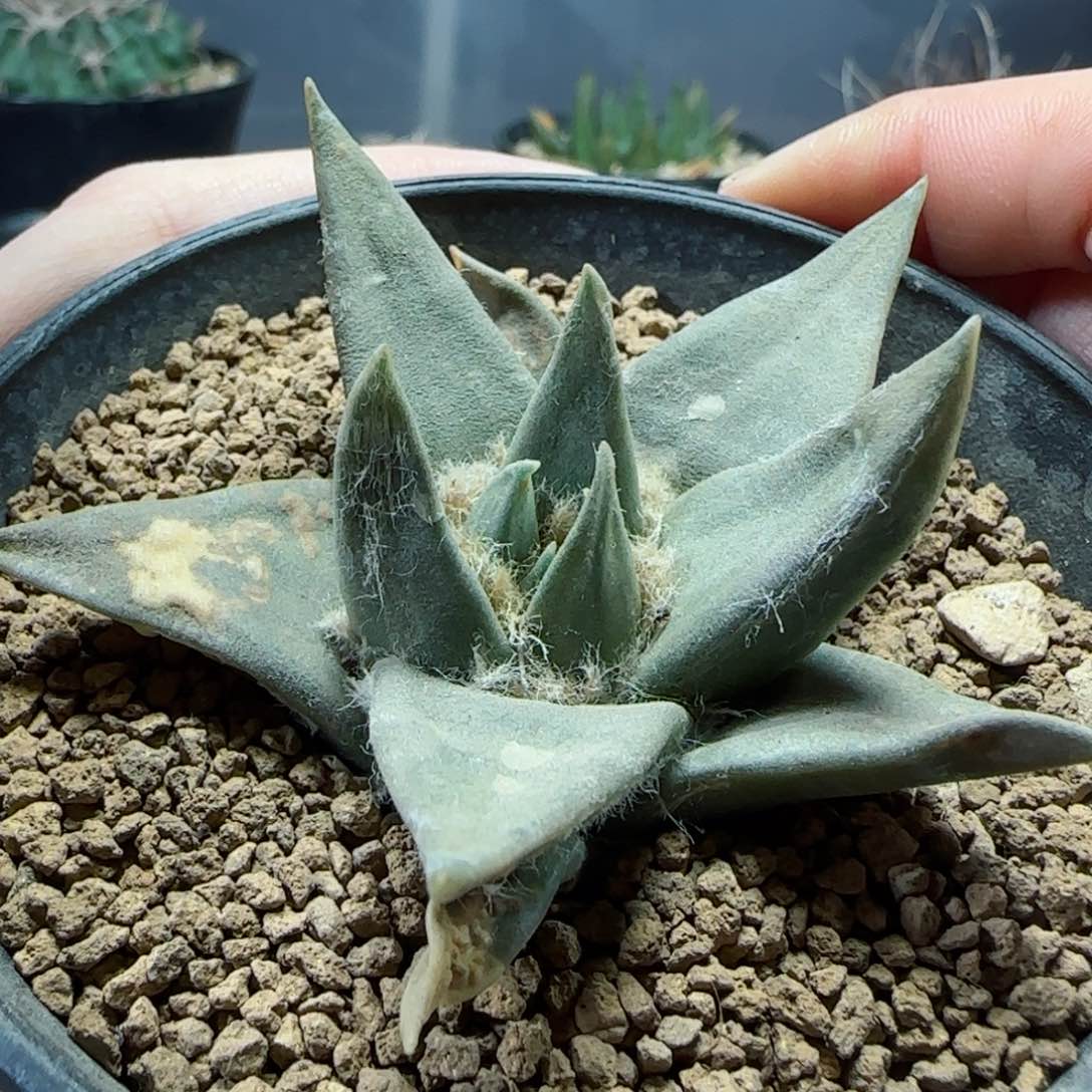 实生龙牙牡丹多肉