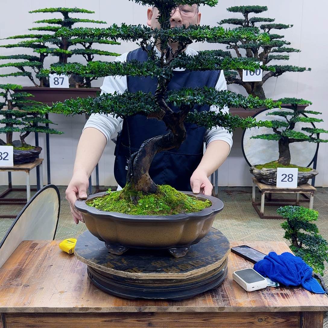 无花朵珍珠红芽罗汉松造型盆景