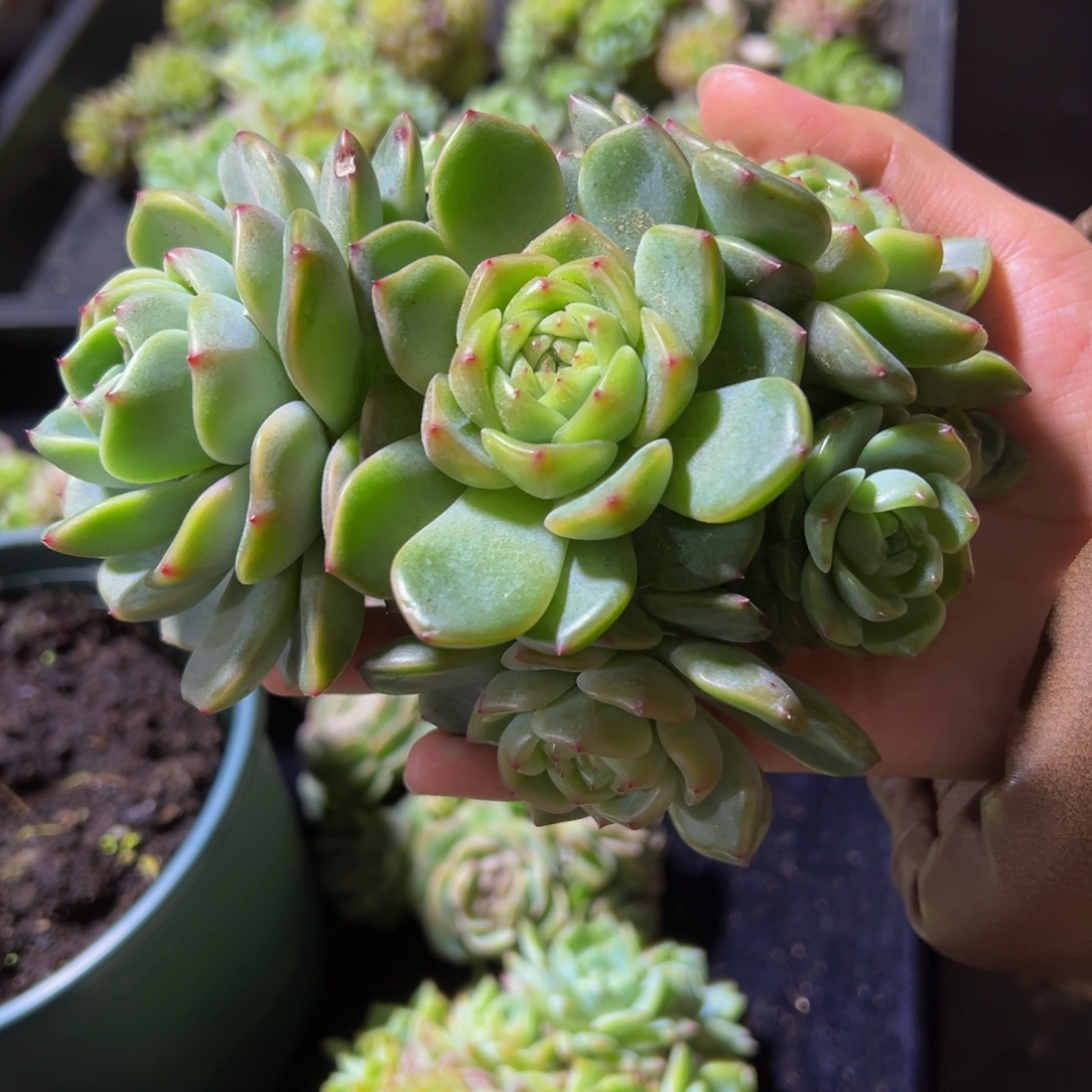 原***蛋珍妮群生会员已扣完