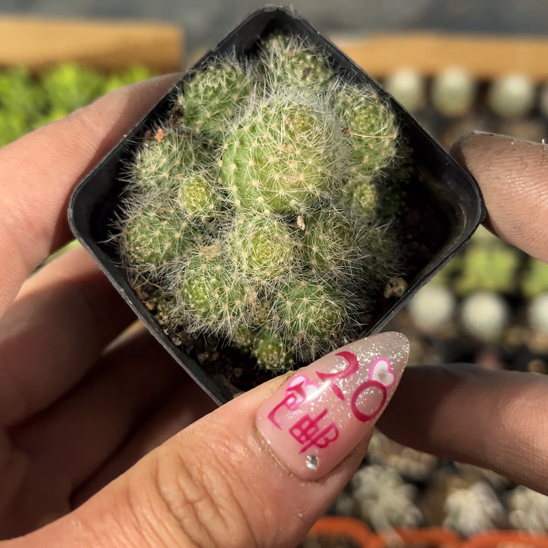银蝶群生有根发货有根
