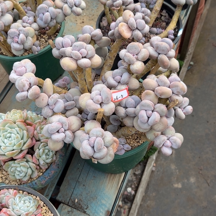 L***…精品多肉植物老桩大叶奶