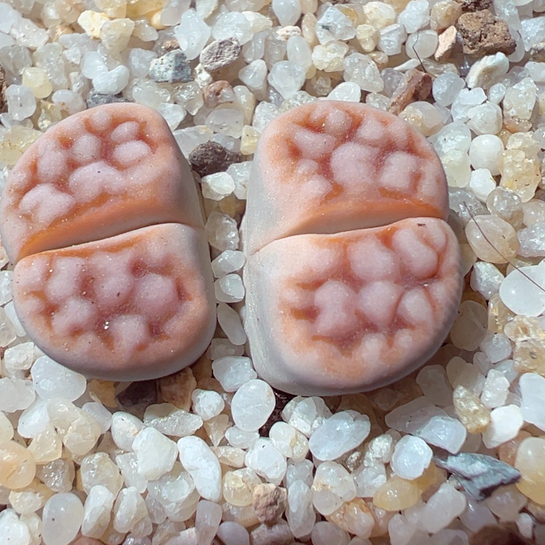 101-122多肉多日花纹玉拿铁化