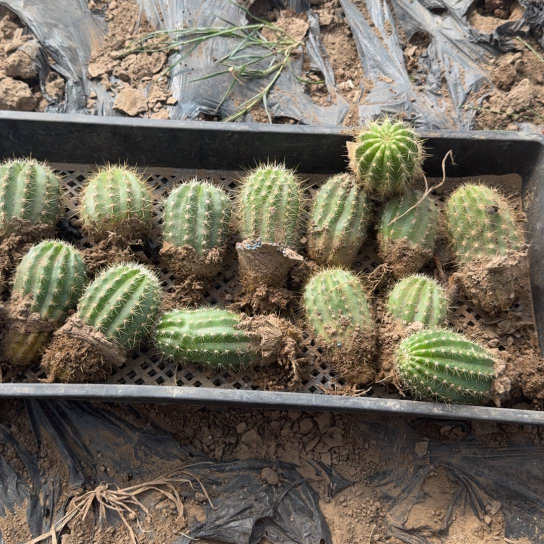 205新品毛花柱根脱土斑，20包邮