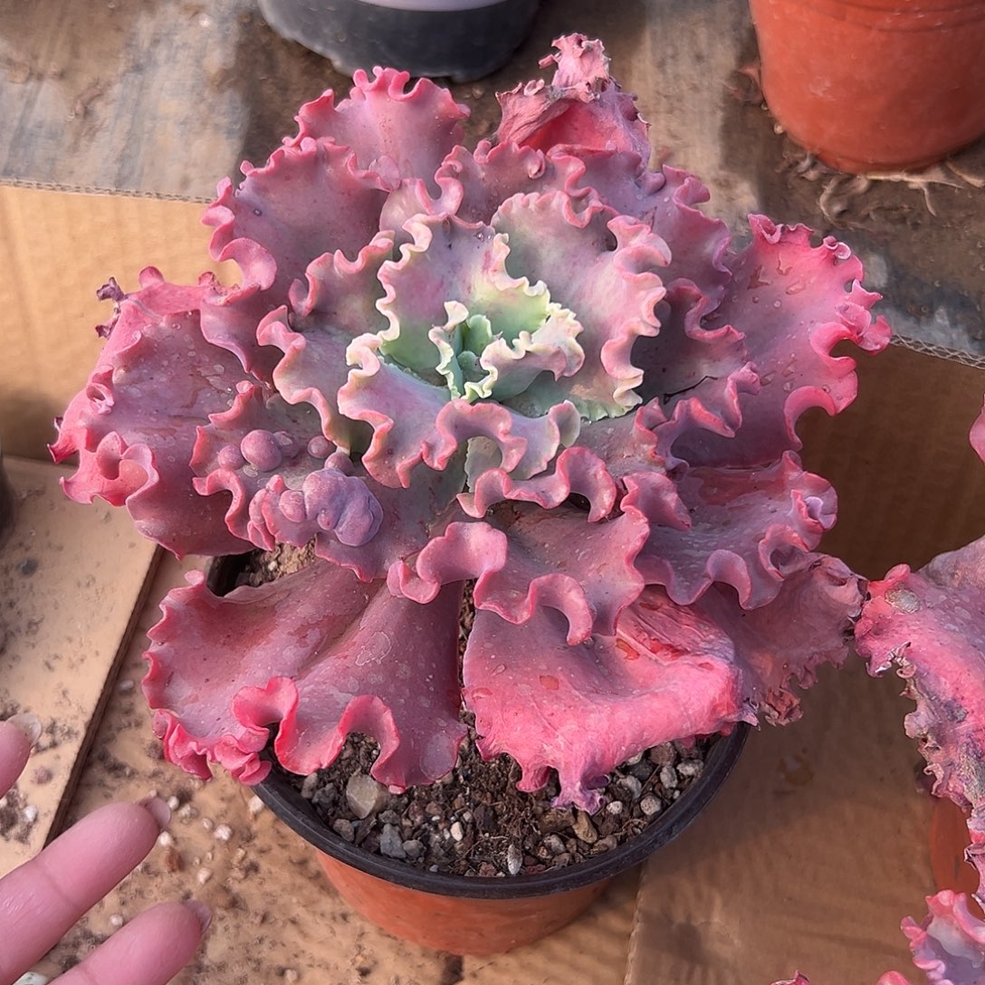 多肉植物福利女王花笠