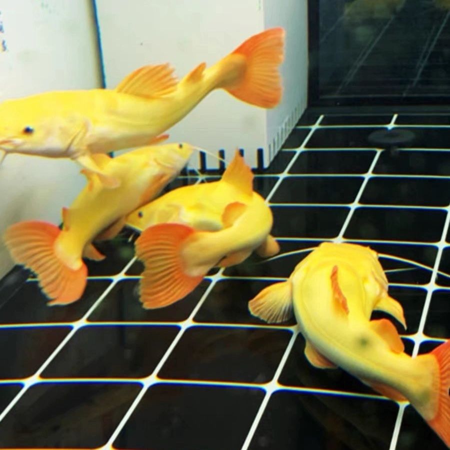 热带大型观赏鱼活体黄金招财猫龙凤猫鱼淡水红龙鱼金龙鱼虎活鱼