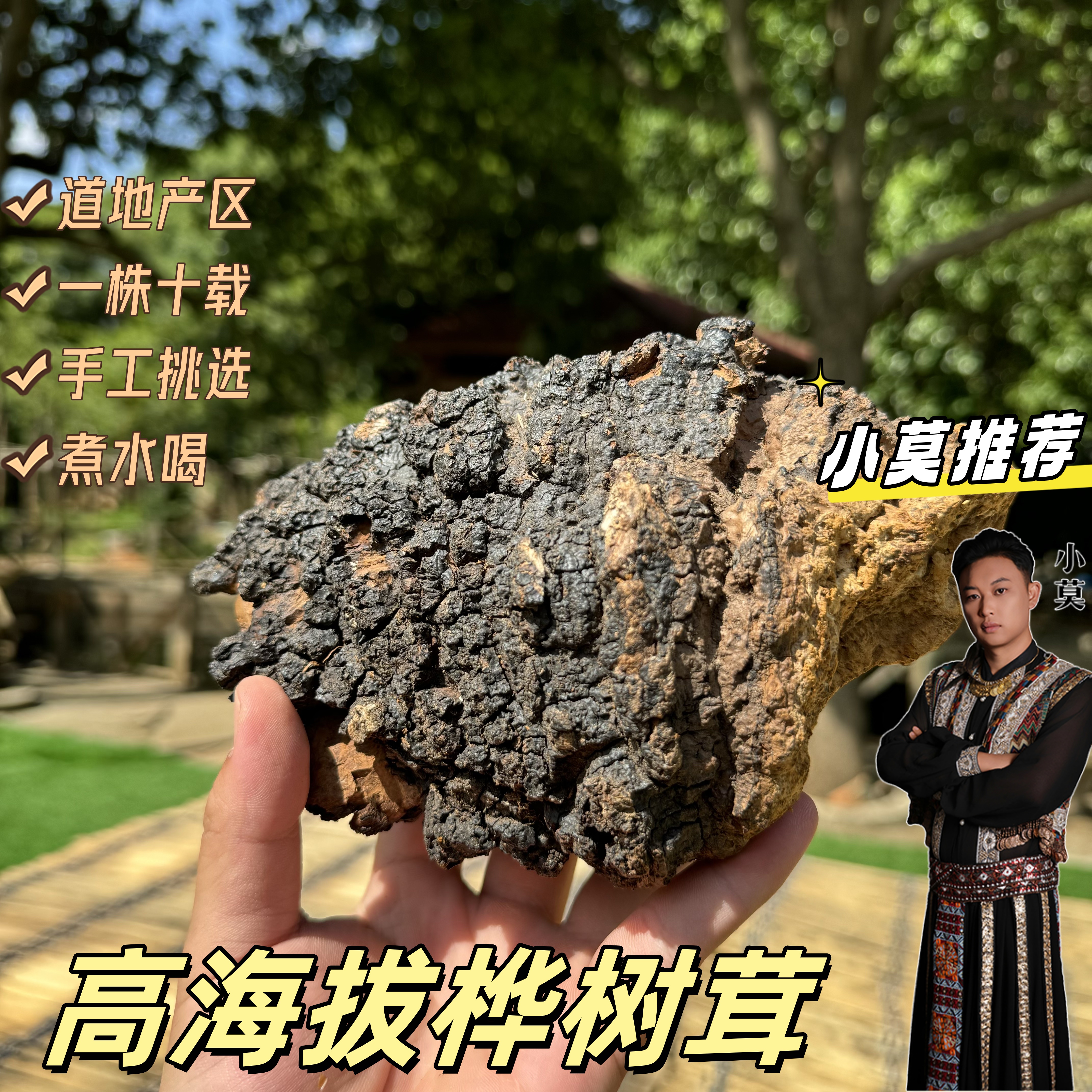 【桦树茸】原生态    高海拔地区生长 250g起    