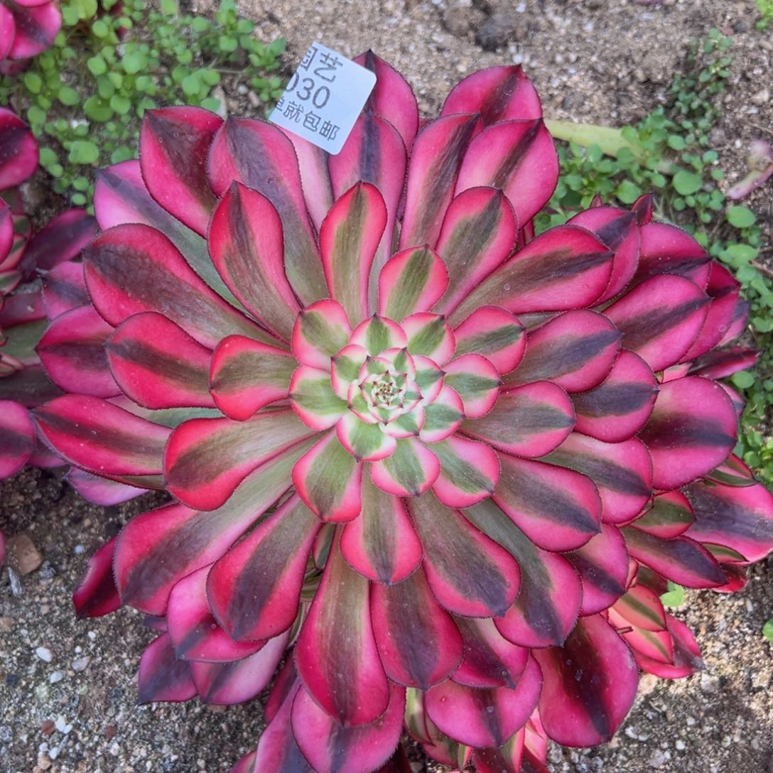 红铜白多肉植物030