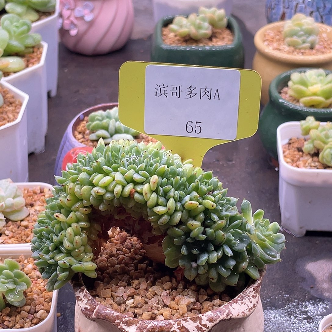 滨哥多肉A65白胖子缀化带板子