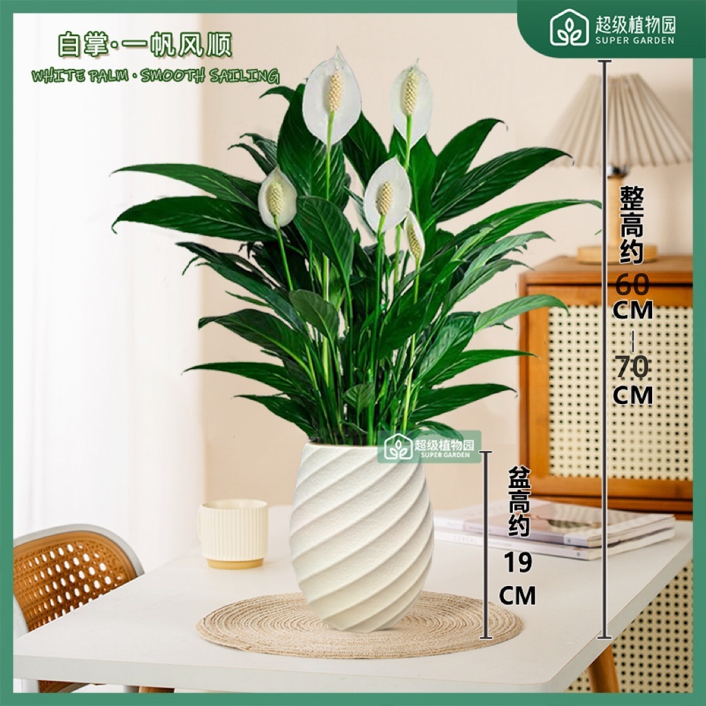 白掌阿曼达美酒盆栽四季开花室内花卉植物客厅办公室桌面净化空气