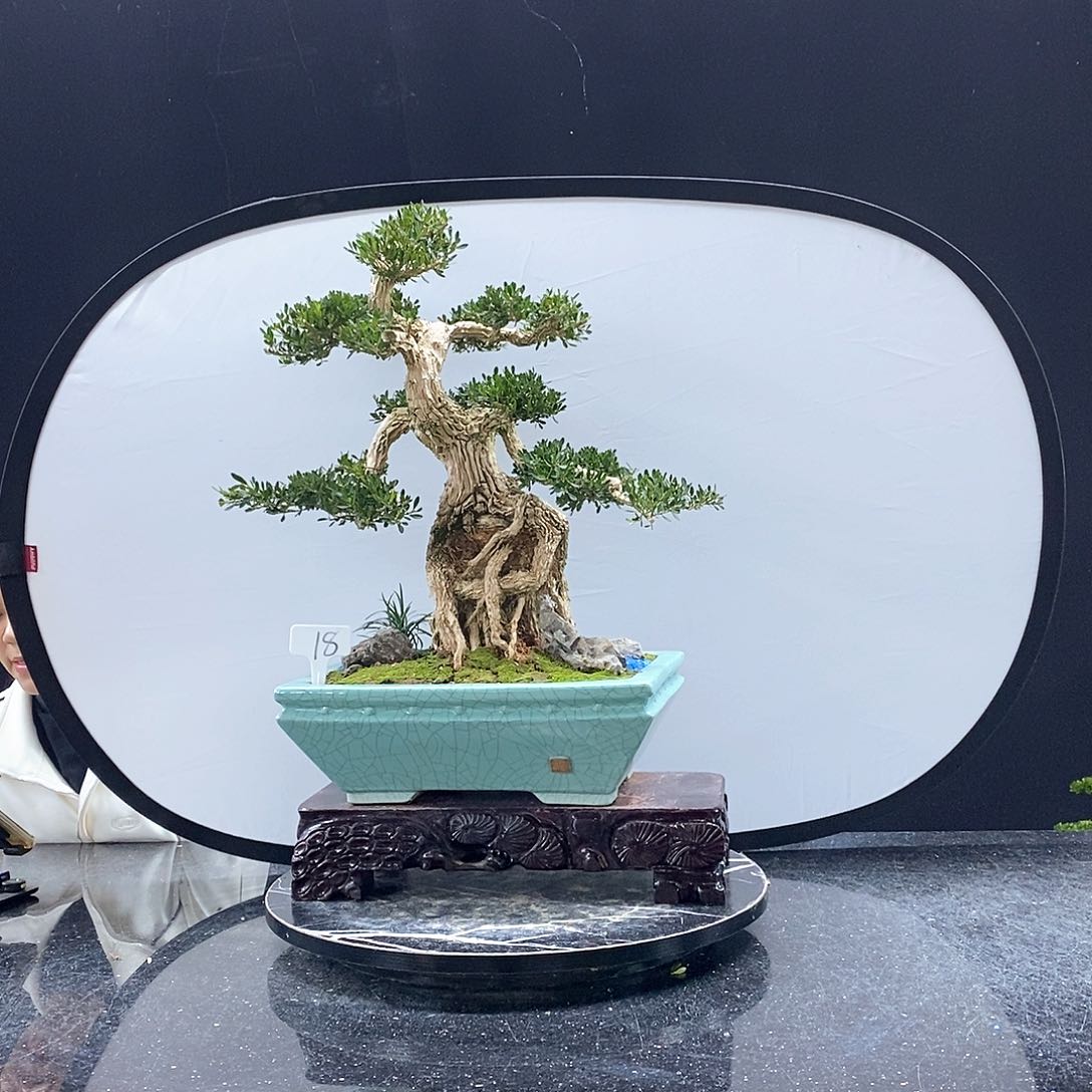 无花朵黄杨盆景艺术