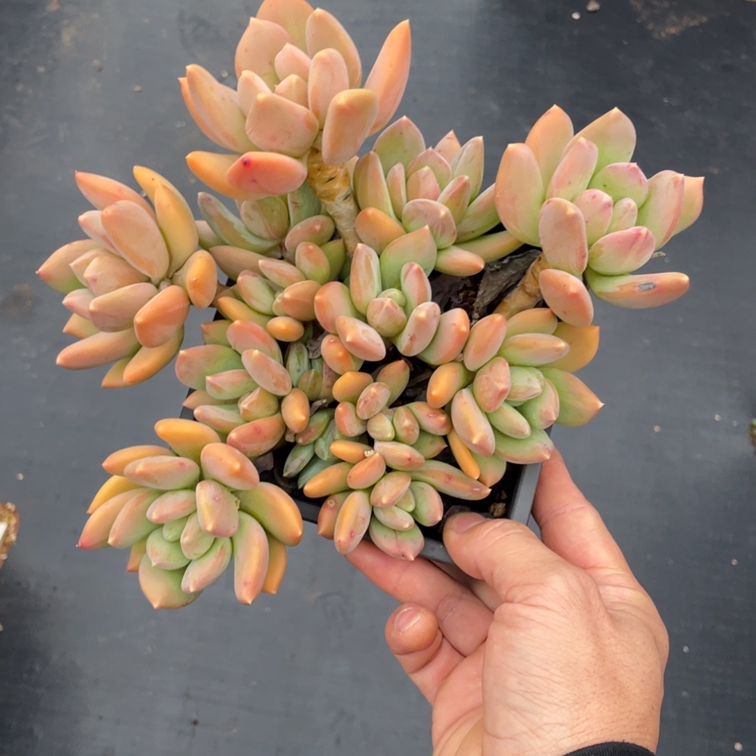 多肉植物海洋之心老桩冠服20厘米