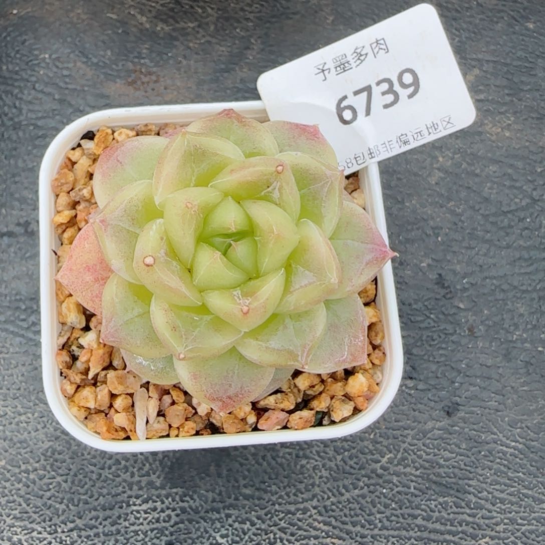 青禾，6739多肉植物