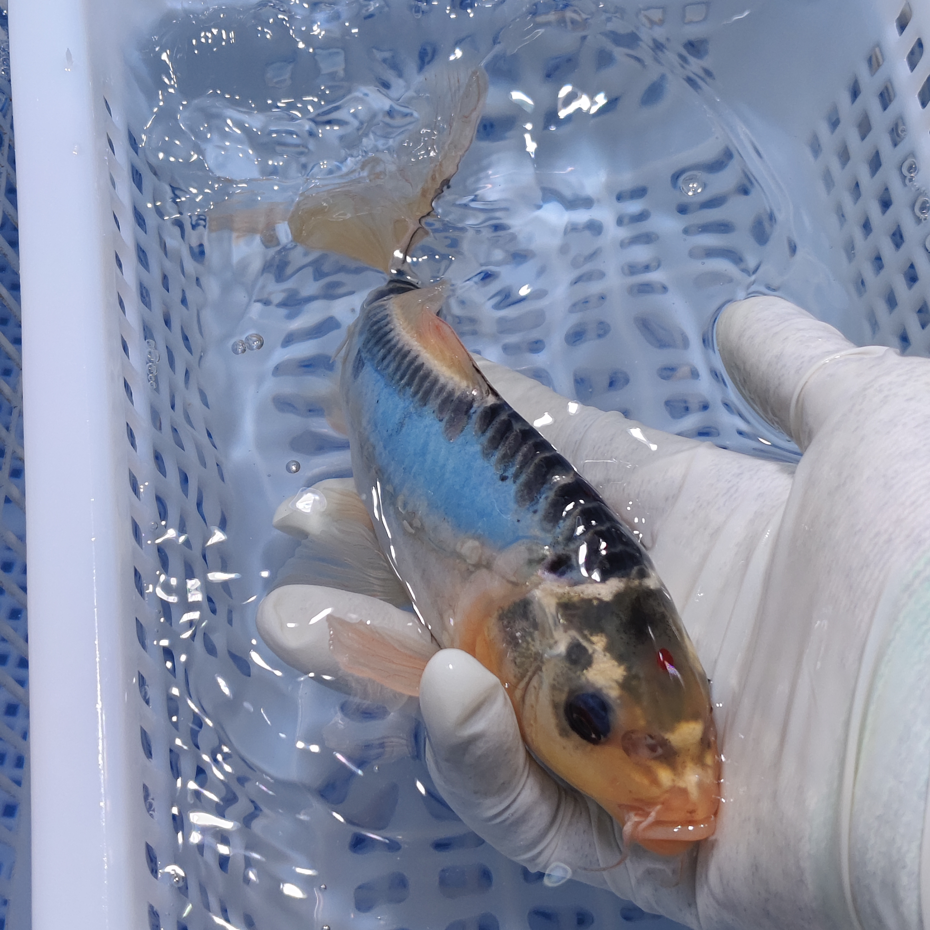 大锦鲤11条【德系血统锦鲤混搭】水族活体淡水鱼冷水观赏鱼