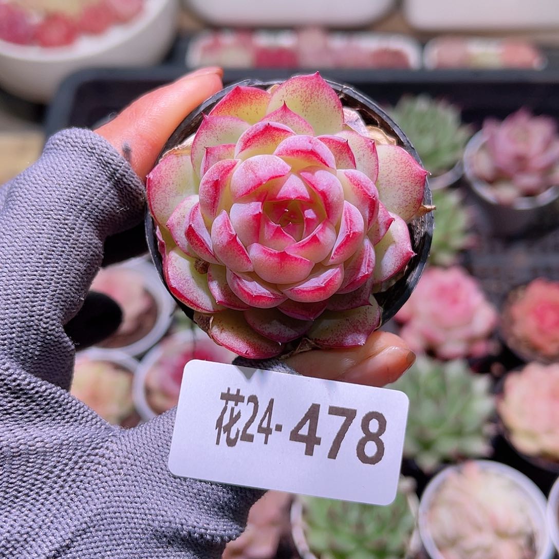 花24-478女王单头