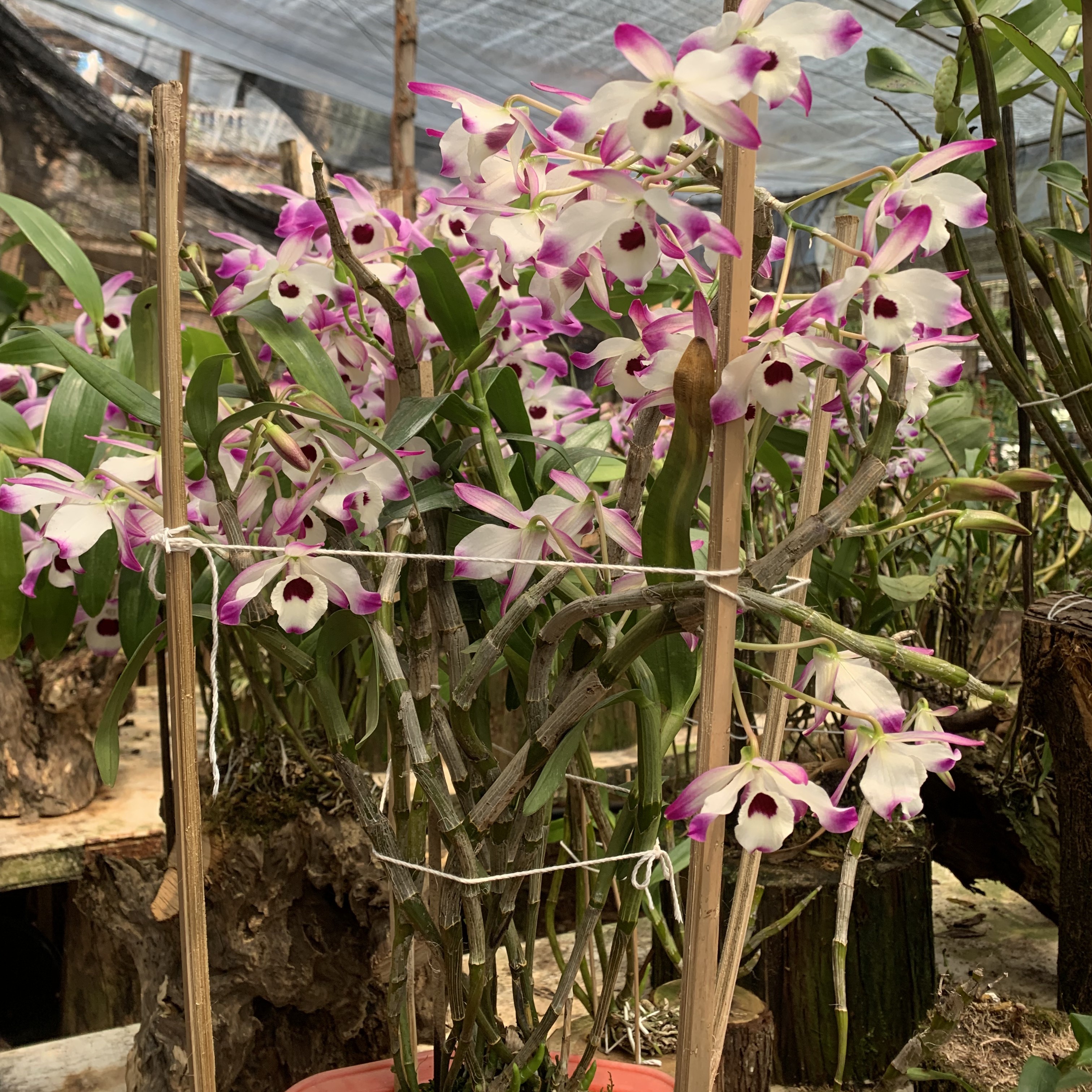 金钗石斛兰盆栽 风化木栽绿植花卉