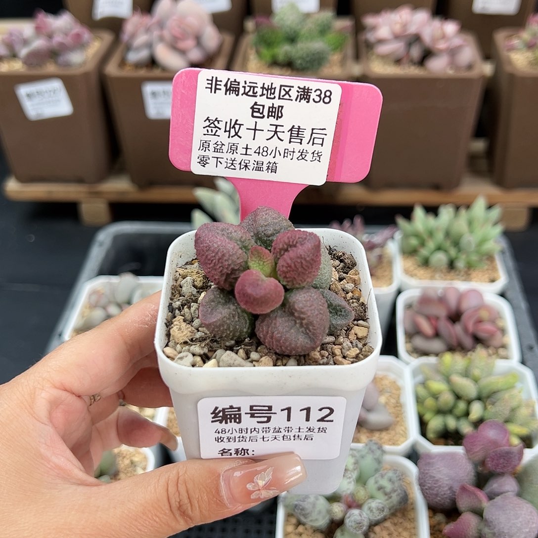 112水蜜桃多肉植物