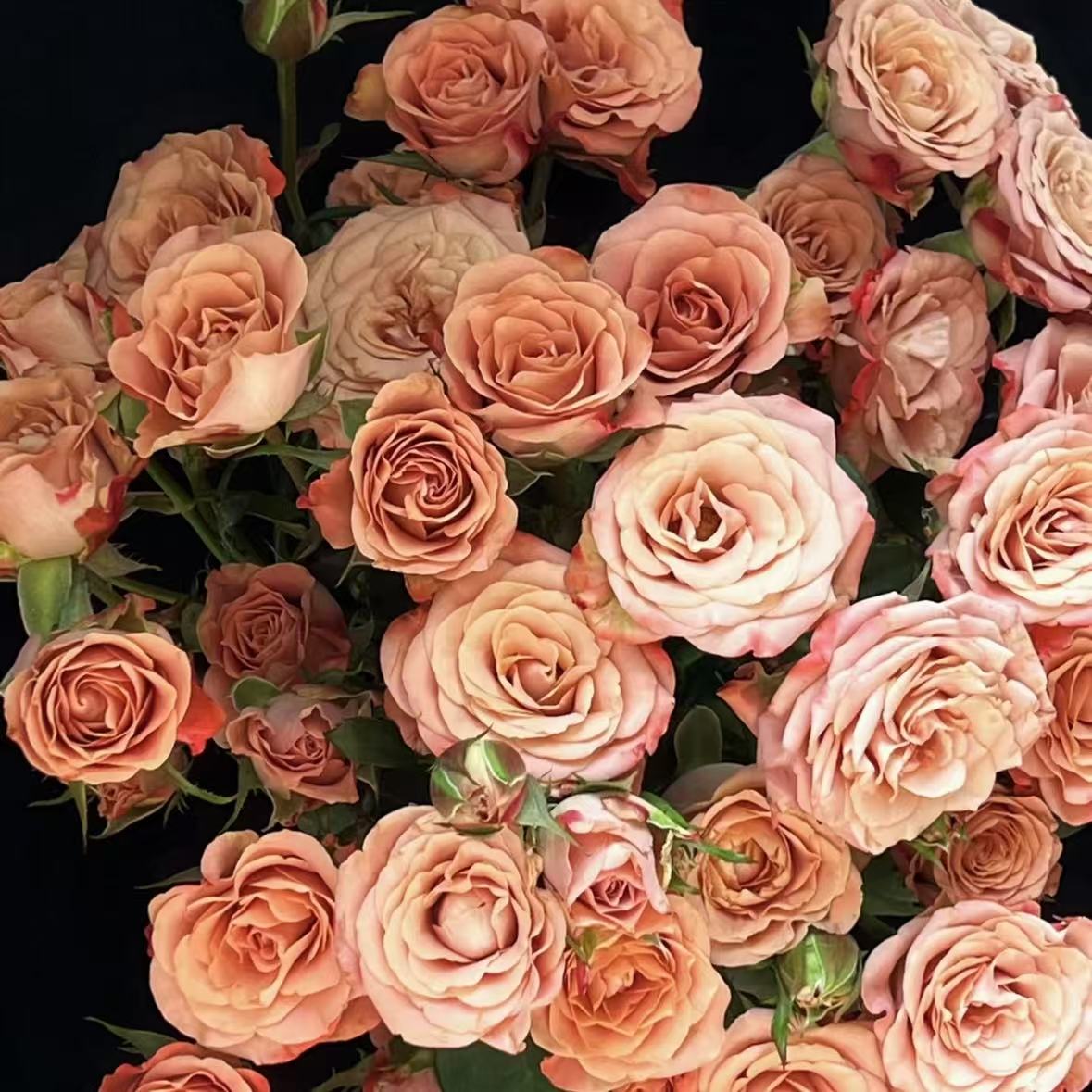 【植迷不误】卡布奇诺多头玫瑰 居家 插花云南鲜花 基地包邮直发