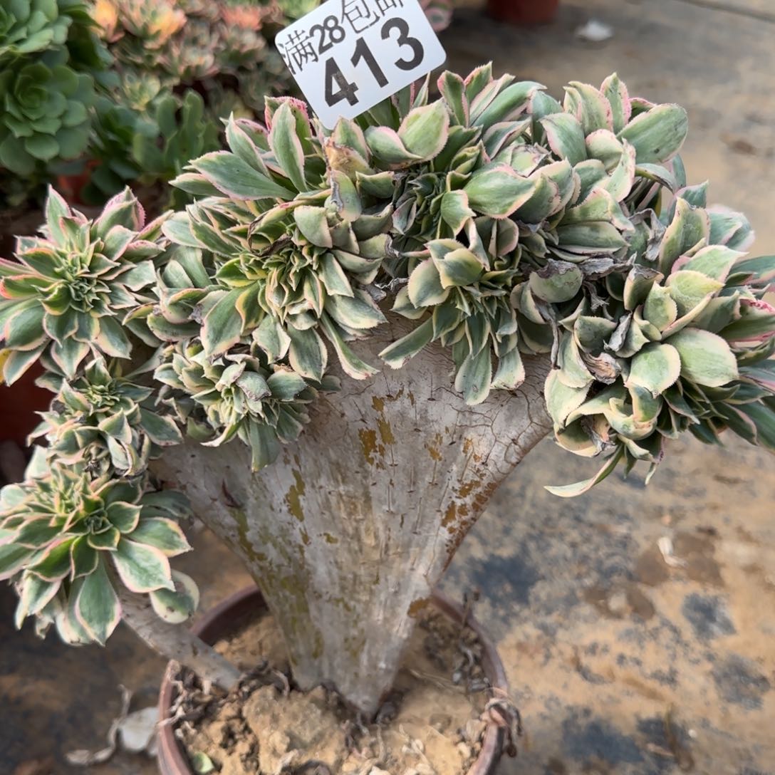 灿烂缀化多肉413满28包邮断枝不包