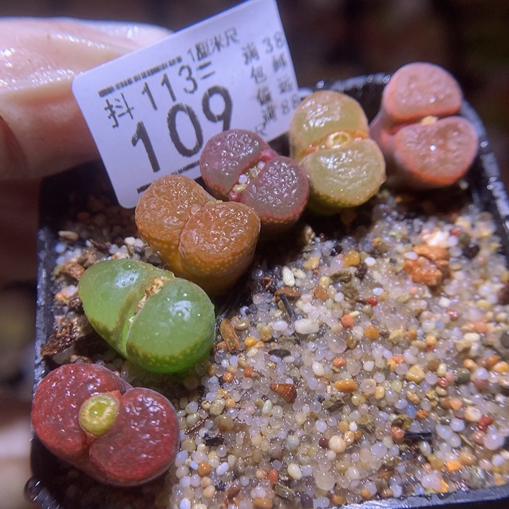 精品生石花113.109