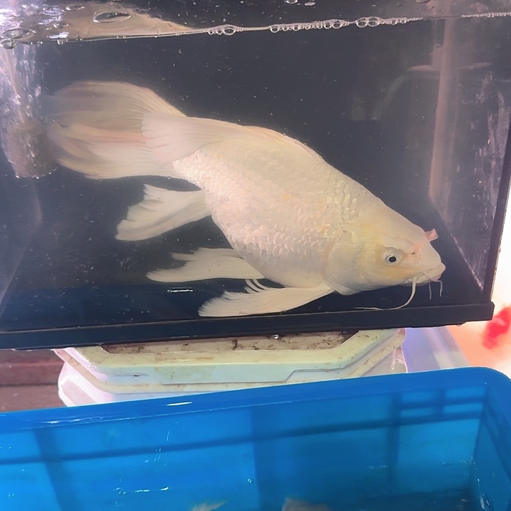 海水鱼蝴蝶鲤包邮140
