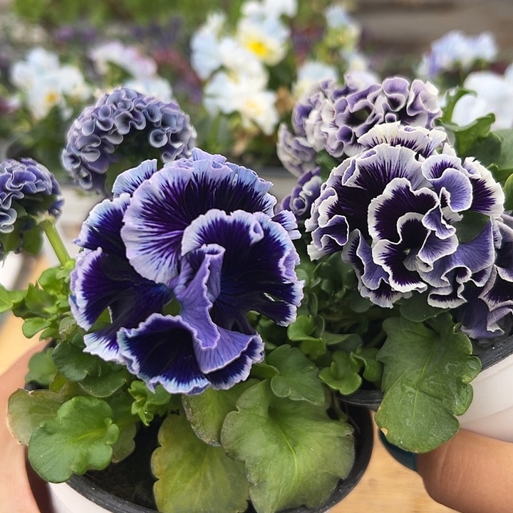 红陶抖音直播闪拍57