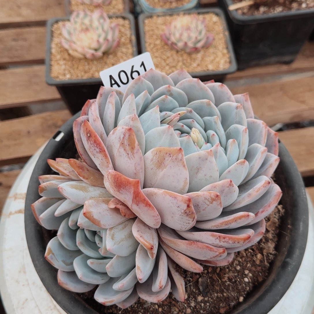 梦露大双头A061号