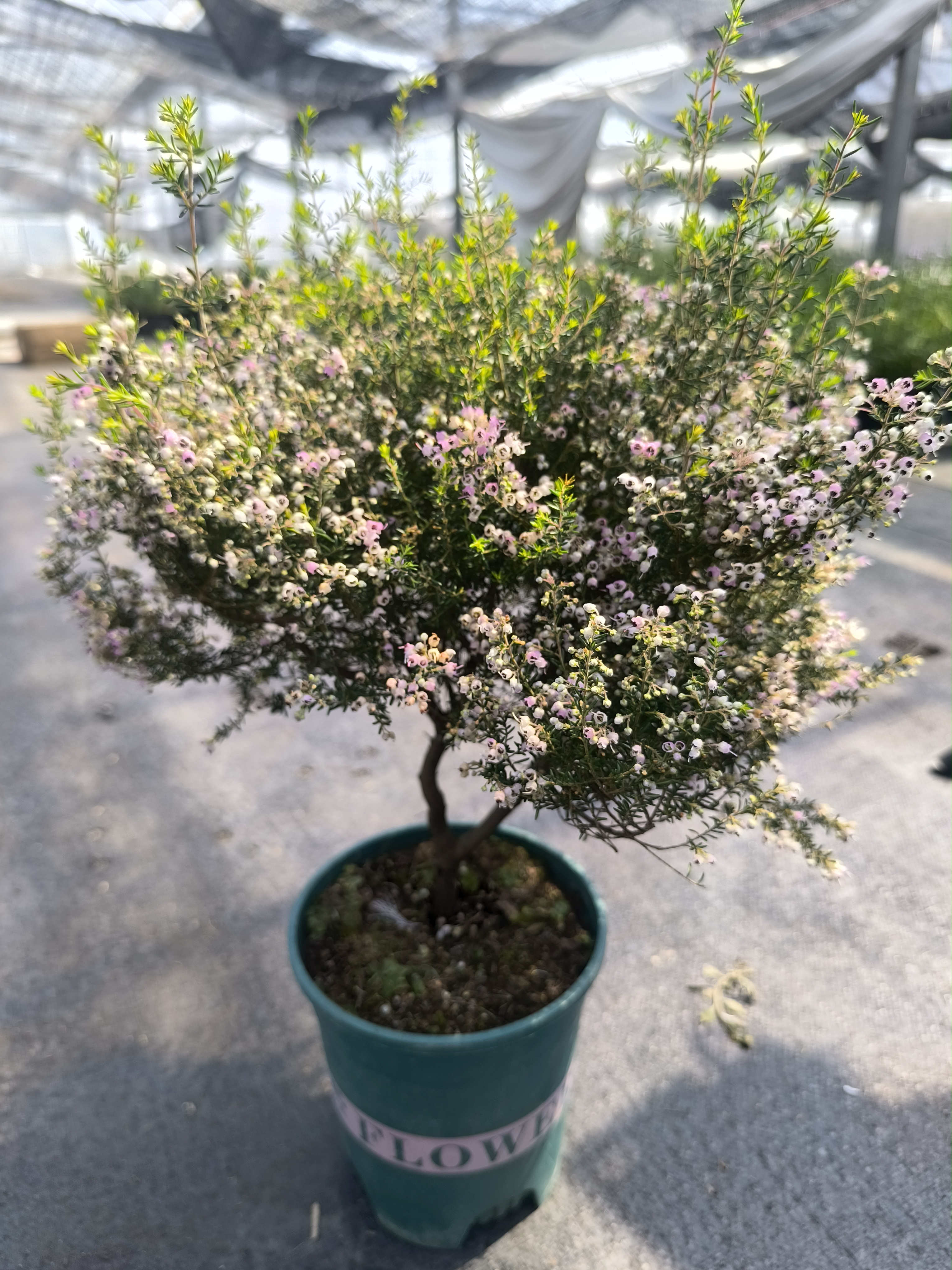 欧石楠耐寒进口欧石楠盆栽花苗耐寒耐热常绿植物北方户外过冬