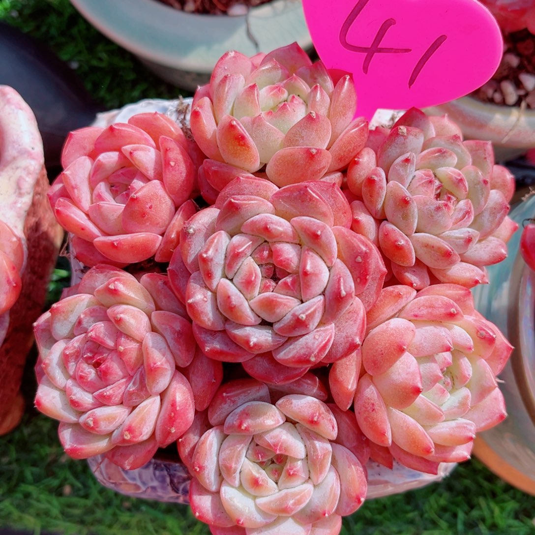 41号小老桩糖钻单头7颗组合