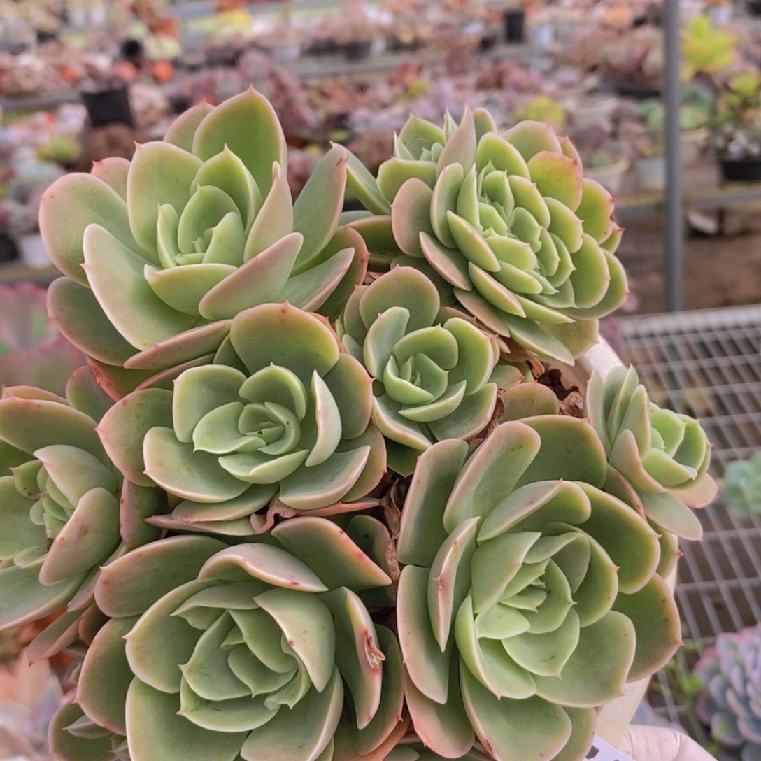 7101星纳塔缀化一物一拍