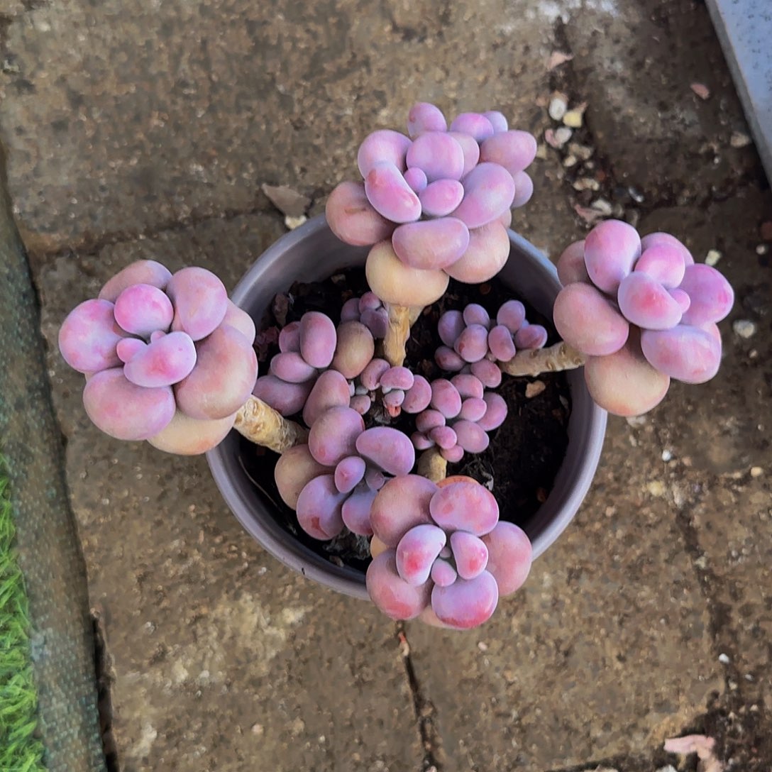 小金多肉，腰子桃蛋多肉植物20