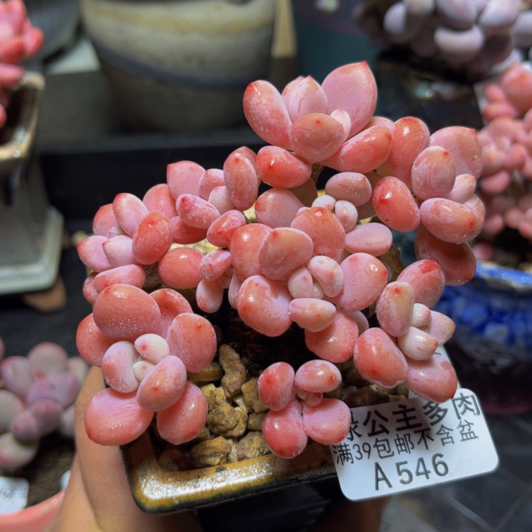 546樱花洛神11厘米多肉