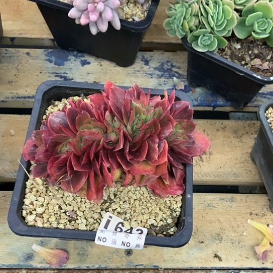 T****蒙娜丽莎缀化613 亏本处理退款拉黑需延时发货