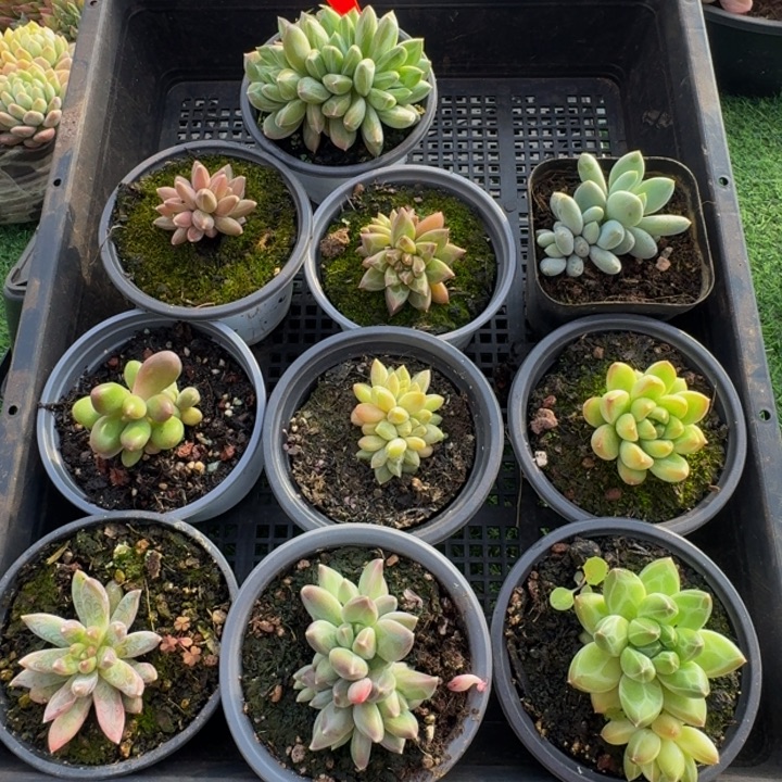 073多肉植物一物一拍