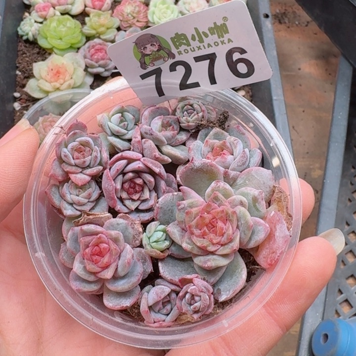 多肉植物多肉植物